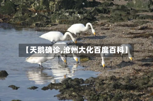【天鹅确诊,沧州大化百度百科】