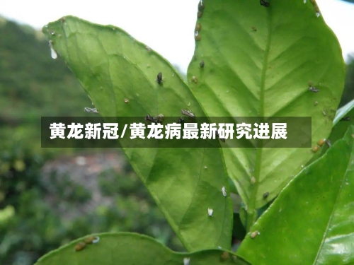 黄龙新冠/黄龙病最新研究进展-第2张图片