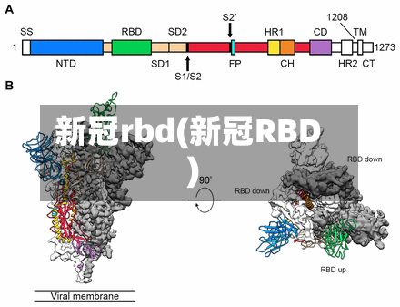 新冠rbd(新冠RBD)-第2张图片